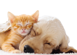 Un pisoi roșcat adormit și un cățeluș auriu, ghemuiți unul lângă celălalt